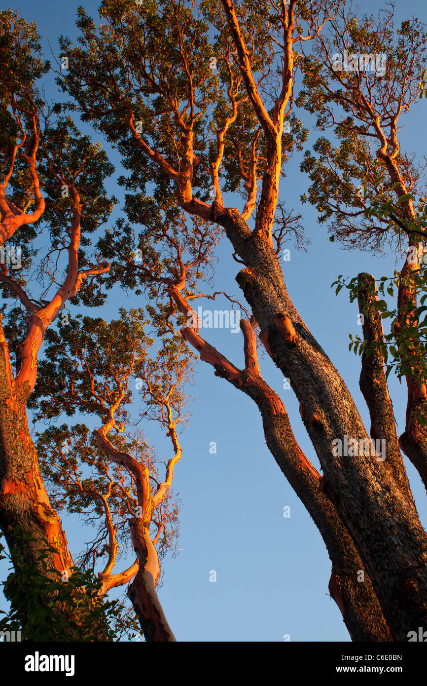 Pacific madrona commonly known as arbutus trees at sunsetVictoria