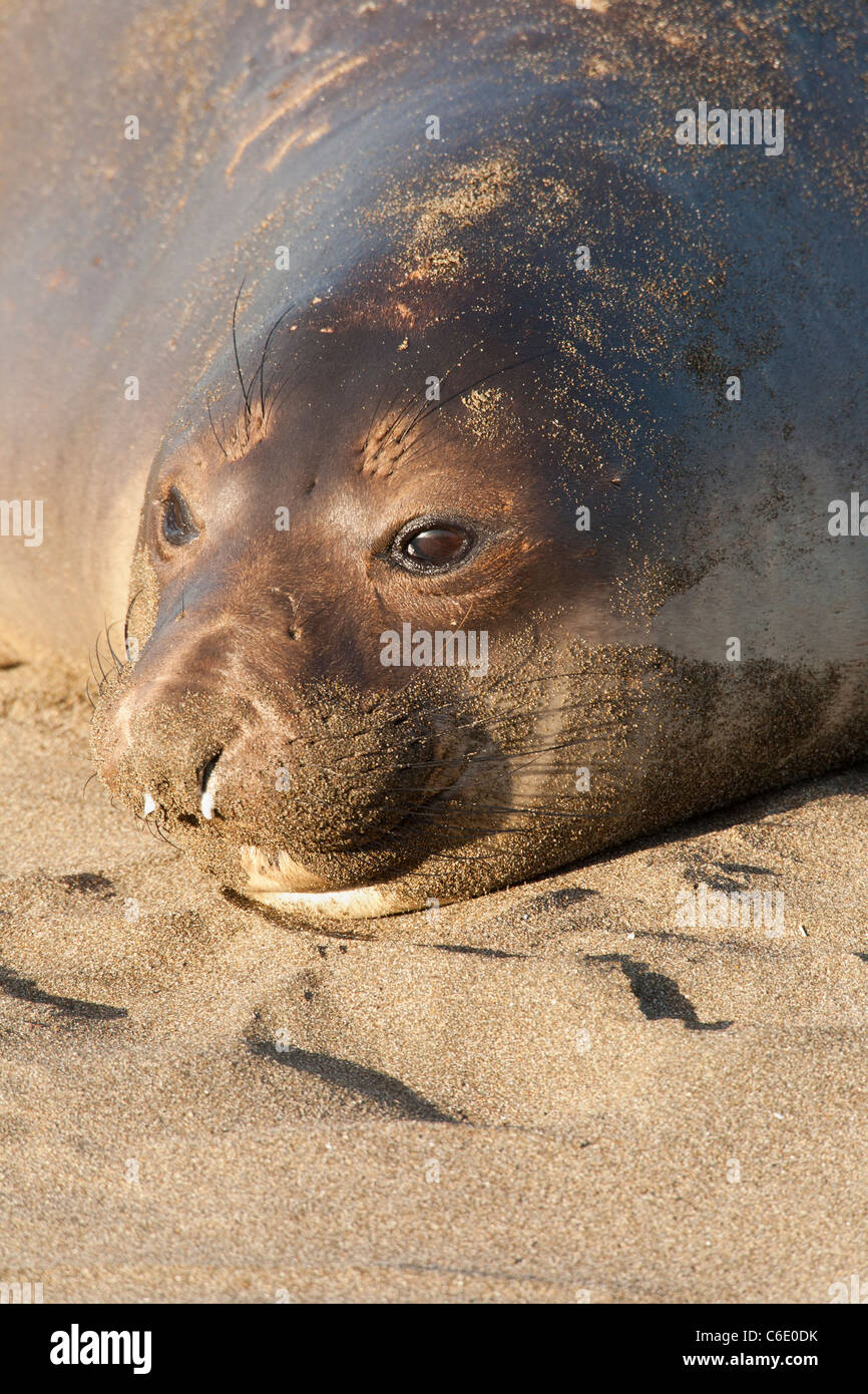 Northern elephant seal weaner resting on beach-Piedras Blancas, California, USA. Stock Photo