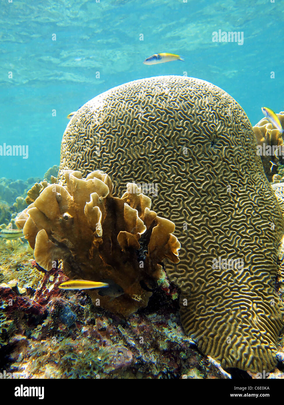 Brain coral with bladed fire coral on shallow reef in the Caribbean sea, Costa Rica, Central America Stock Photo