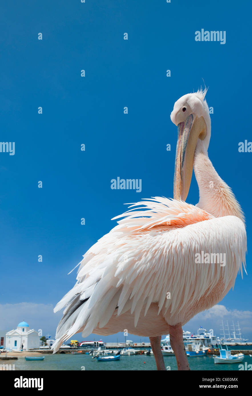 Greece, Cyclades Islands, Mykonos, Pelican at harbor Stock Photo