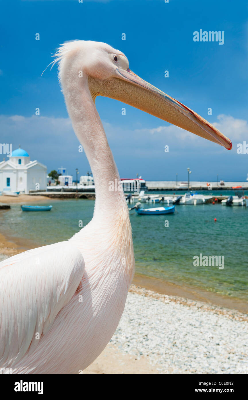 Greece, Cyclades Islands, Mykonos, Pelican on beach at harbor Stock Photo