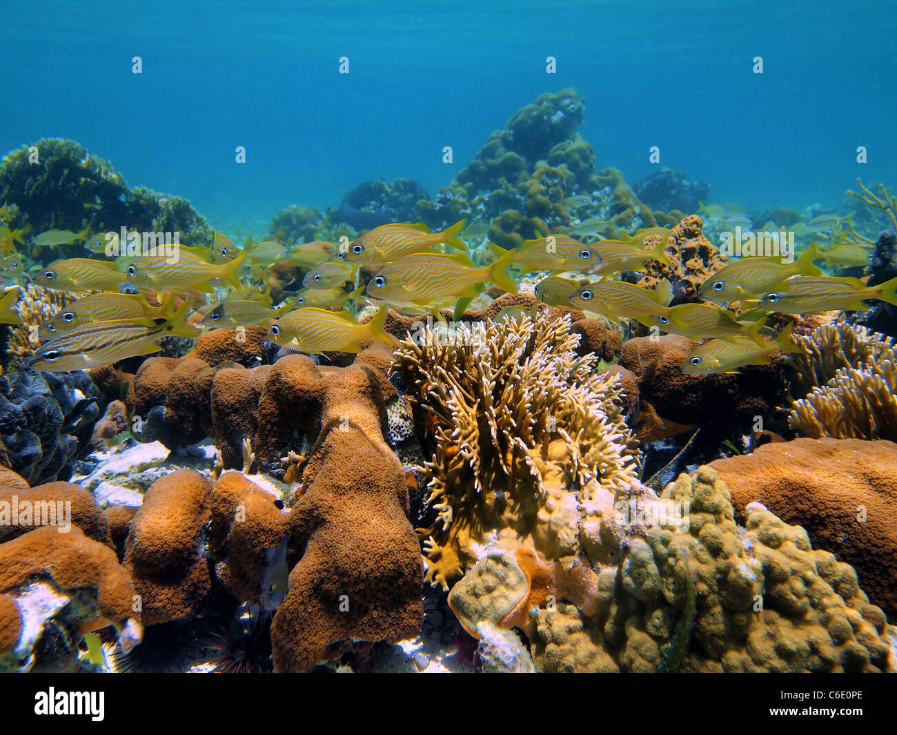 Coral and french grunt fish in the caribbean sea Stock Photo