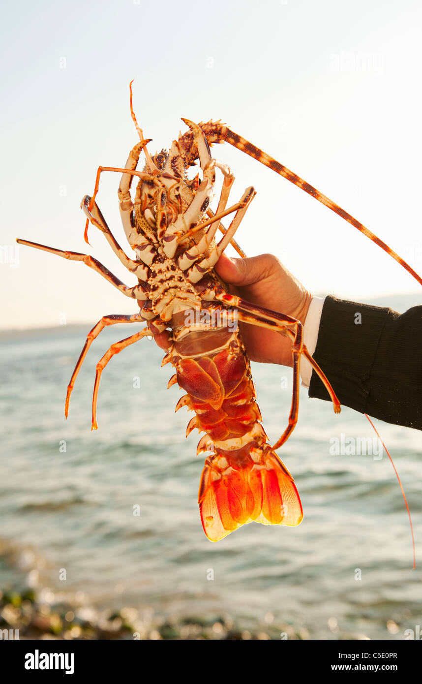 Greece, Cyclades Islands, Mykonos, Hand holding lobster by sea Stock Photo