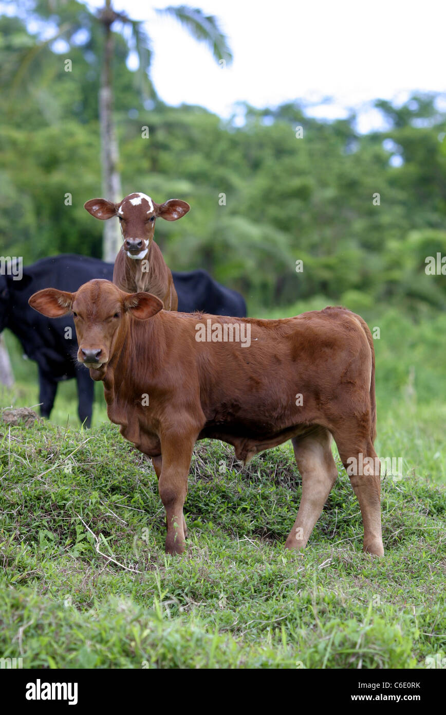 Cattle and calves grazing on lush pasture Stock Photo - Alamy