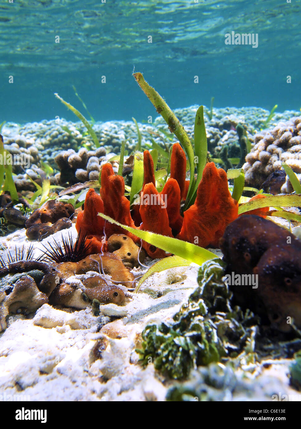Colorful red tube sponge in the coral of Bocas del Toro Stock Photo