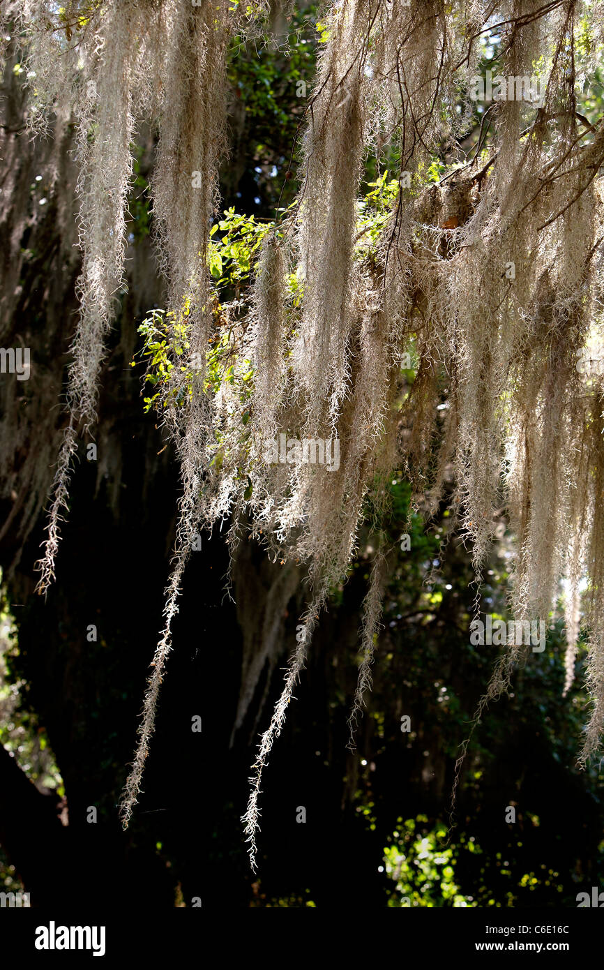 Charleston spanish moss hires stock photography and images Alamy