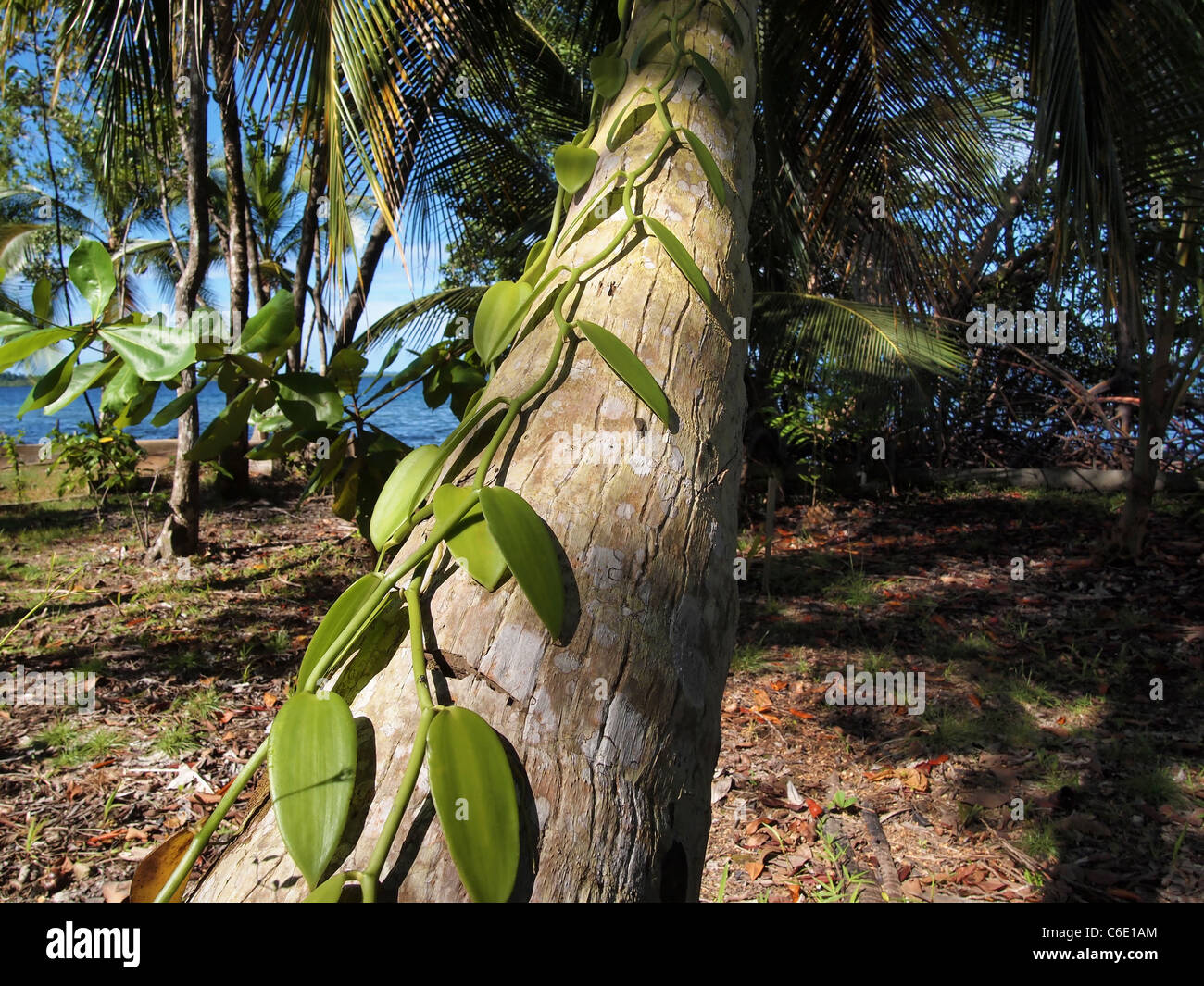 Vanilla climbing a coconut tree near ocean Stock Photo