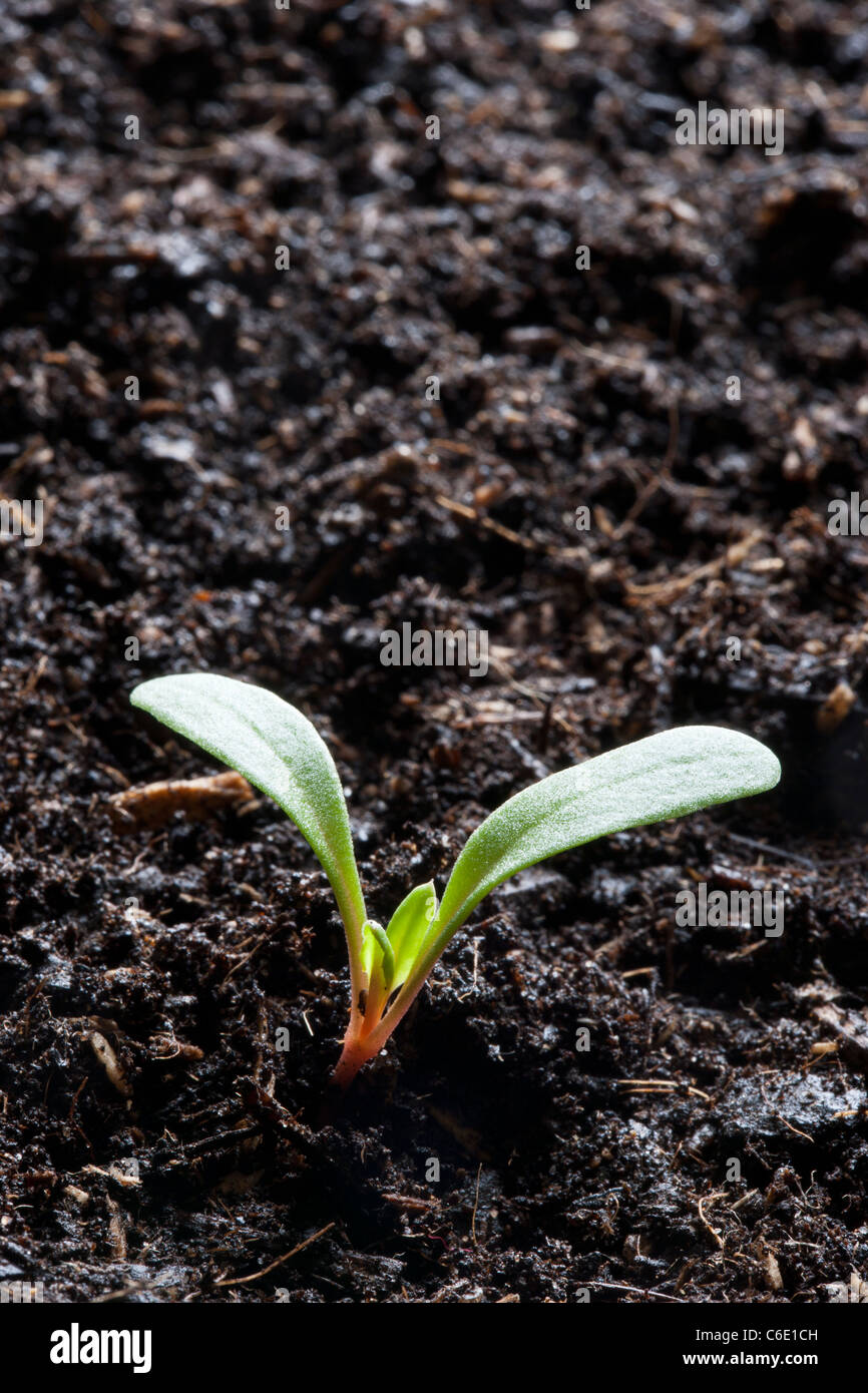 Organic Perpetual spinach seedling emerging from soil in Spring May Stock Photo Alamy