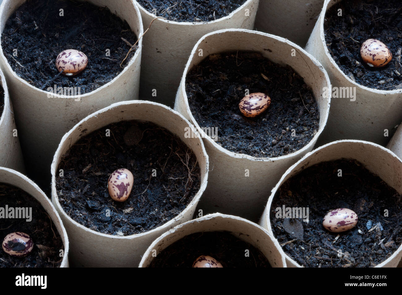 Sowing organic climbing french bean seeds Heritage variety Red and White in cardboard toilet roll holders Stock Photo