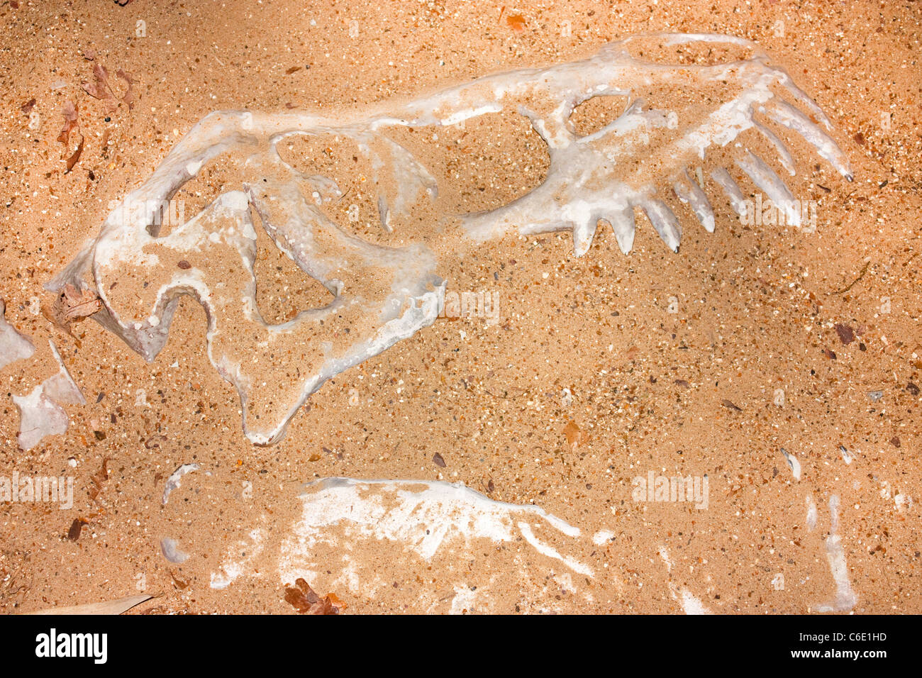 discovering old animal or dinosaur bones in archaeology dig in sand