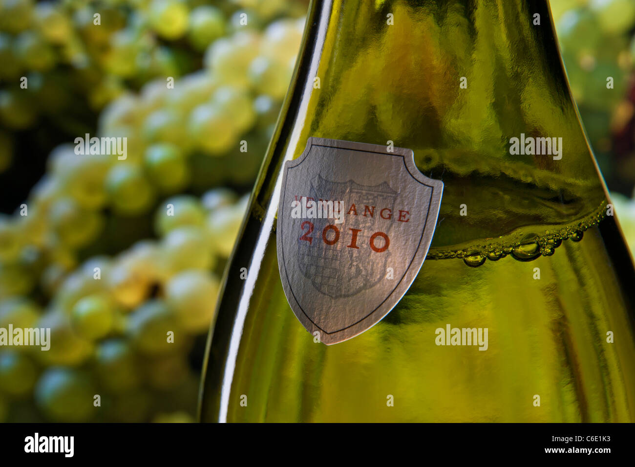 'Vendange 2010' (2010 grape harvest) label on bottle of white wine with freshly harvested grapes in background France Stock Photo