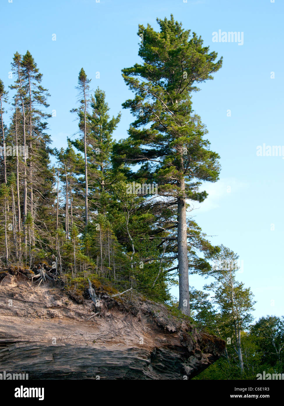 White pine growing on the rocks of Pictured Rocks National Lakeshore