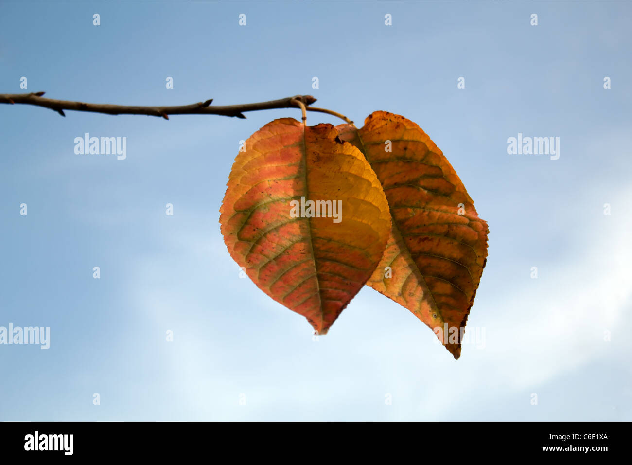 Autumn leaves on a blue sky background Stock Photo