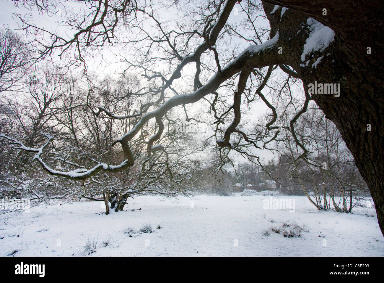 a twisted old oak tree in the forest in a snowy winters landscape Stock ...