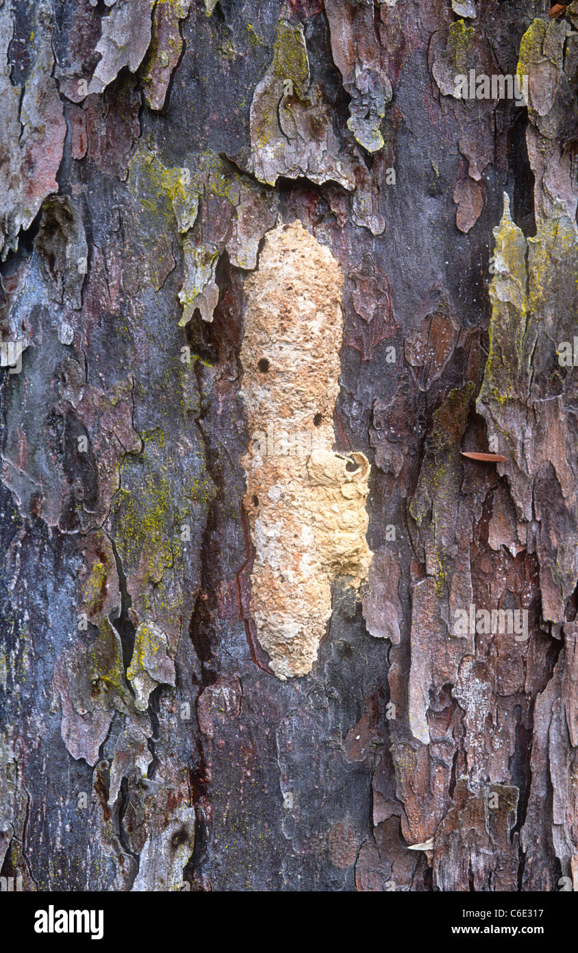 Wasp nest on bark of Yellowwood tree, Podocarpus latifolius, Prince Alfred's Pass, South Africa Stock Photo