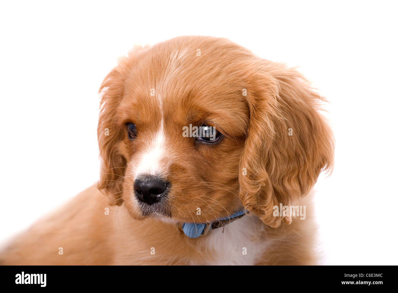 6 week old cavalier king charles spaniel