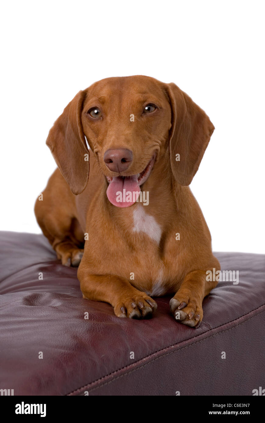 Sweet red Dachshund resting on a burgundy leather chair against a 255 white background. Stock Photo