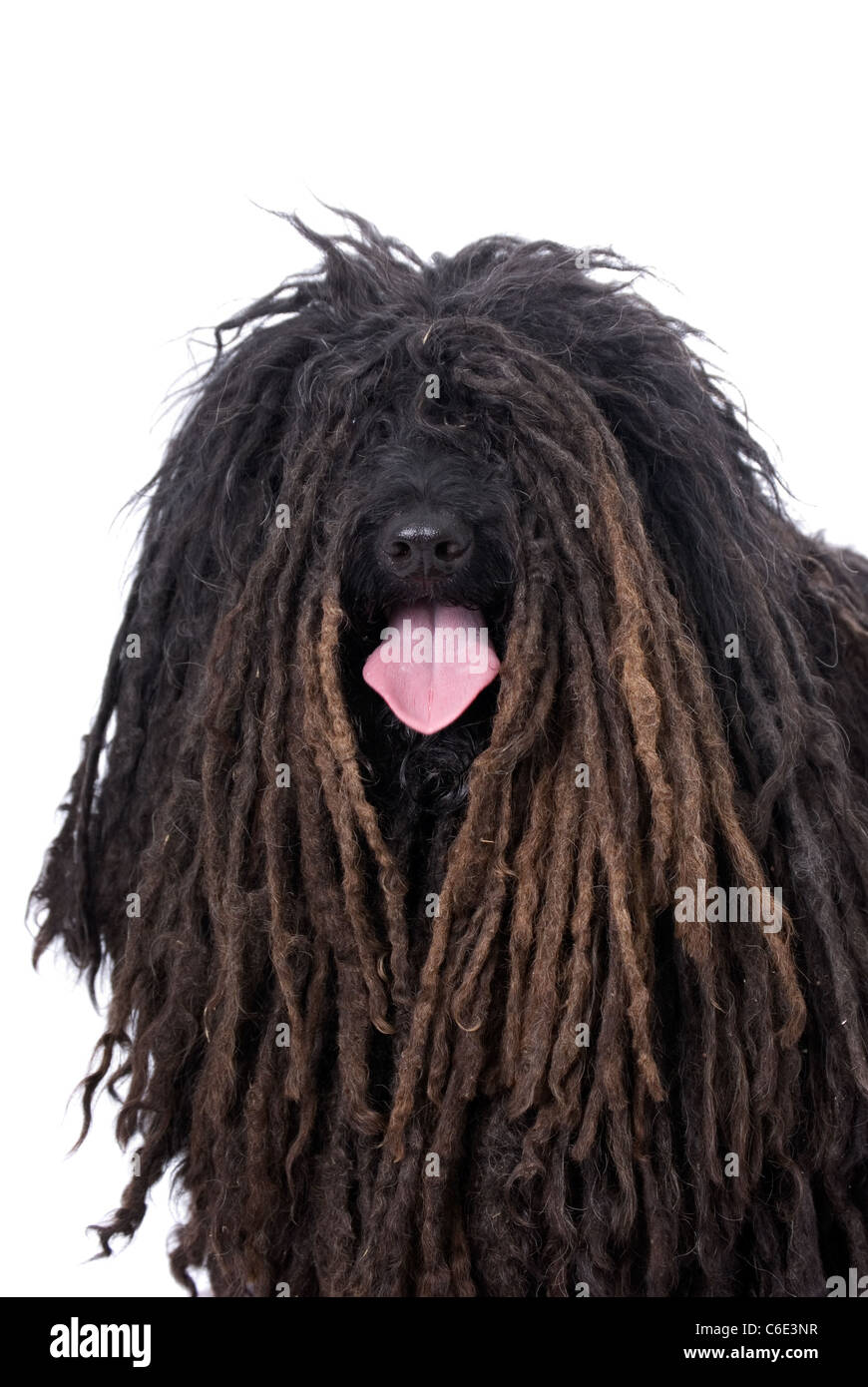 Head and shoulders portrait of a Purebred Puli on a 255 white background. Stock Photo