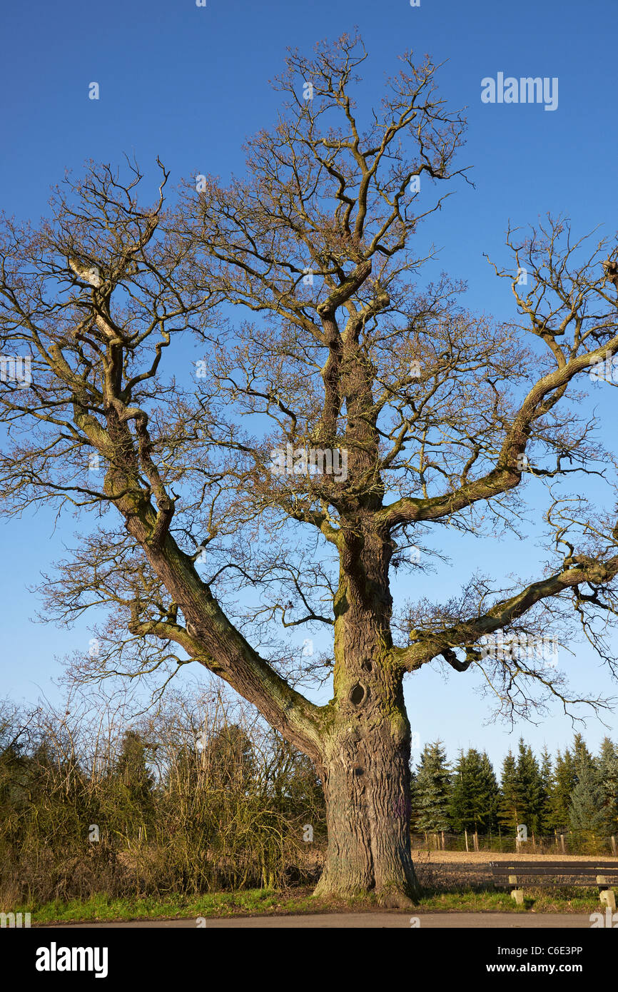 Old oak tree Stock Photo Alamy