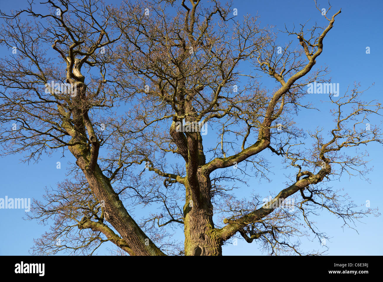 Old oak tree Stock Photo Alamy