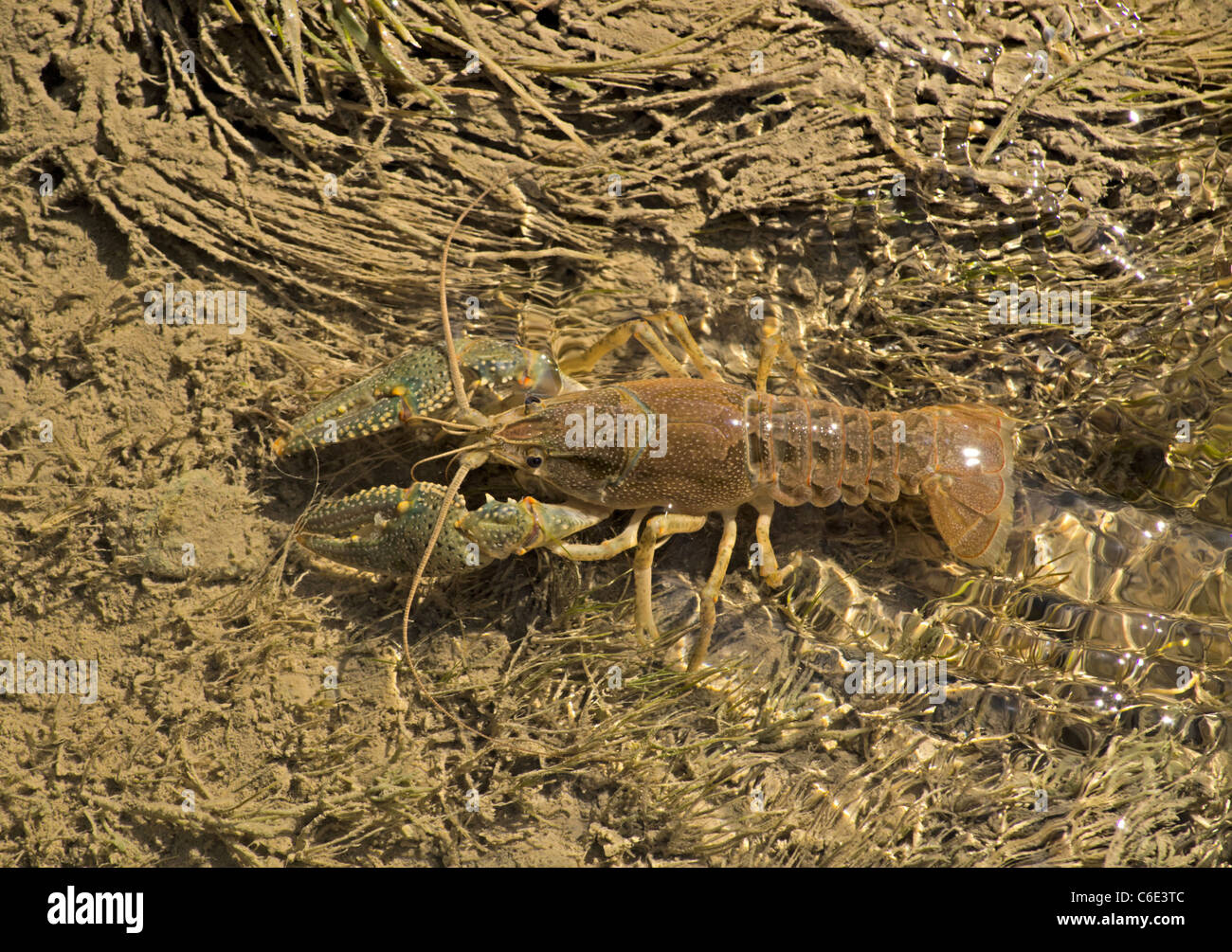 Virile crayfish (Orconectes virilis) in irrigation canal, Ridgway Colorado US. Photo taken in August. Stock Photo