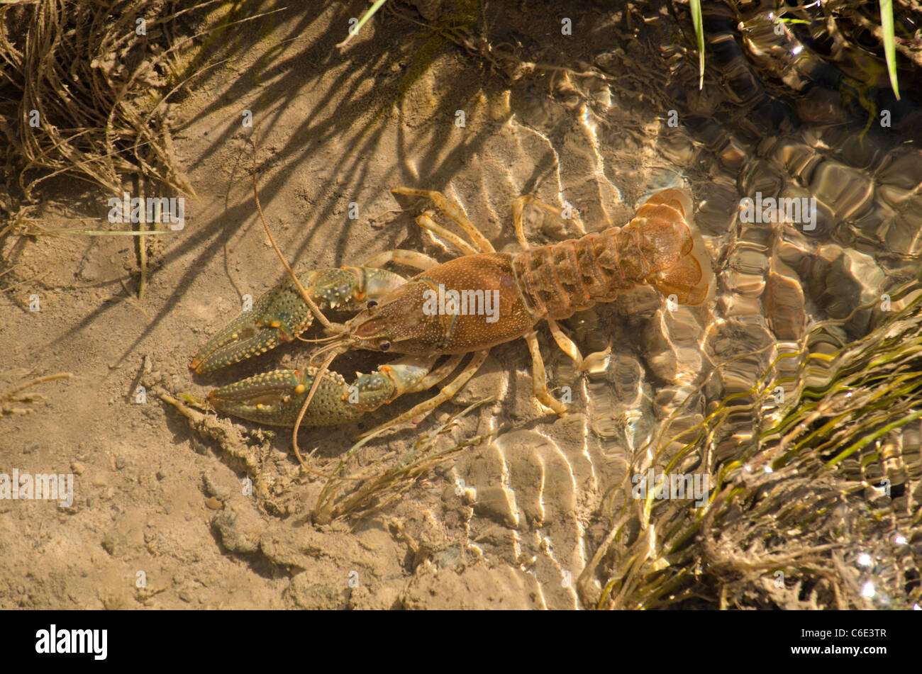 Virile crayfish (Orconectes virilis) in irrigation canal, Ridgway Colorado US. Photo taken in August. Stock Photo