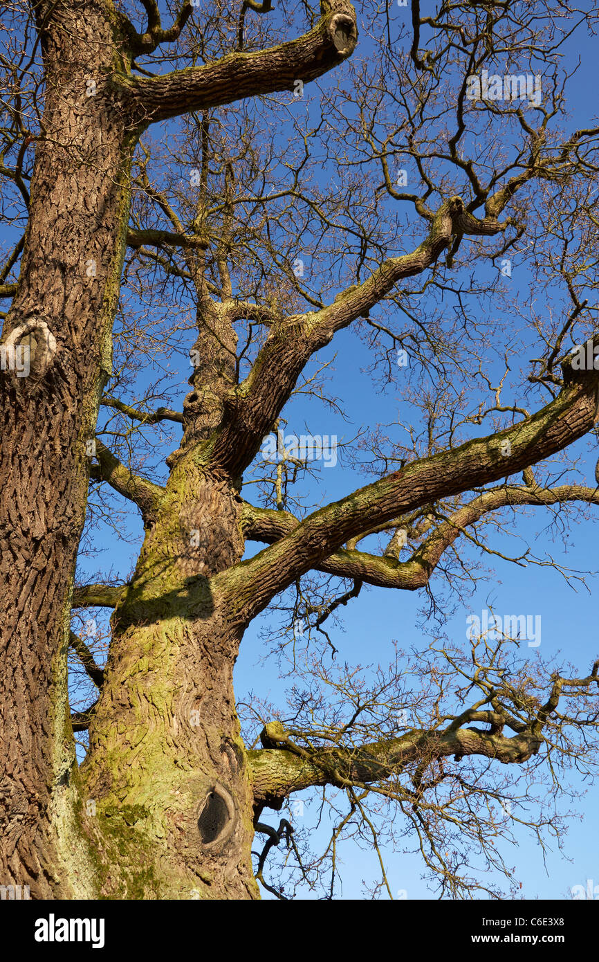 Old oak tree Stock Photo Alamy