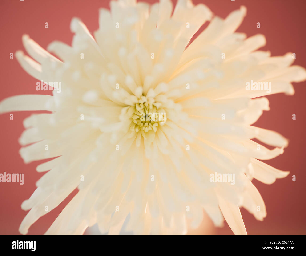Close up of chrysanthemum flower Stock Photo