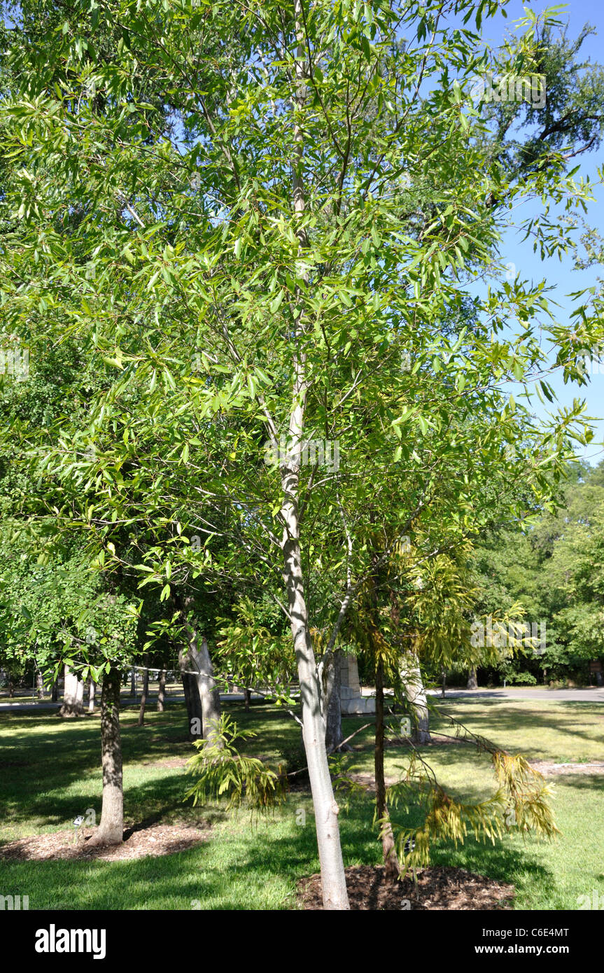 Vasey Oak  - Quercus pungens Vaseyana Stock Photo