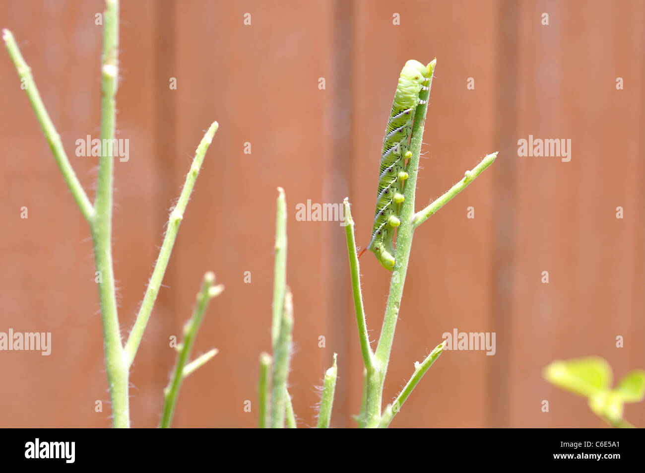 Tomato Horn Worm caterpillar eating tomato plant, aka FiveSpotted