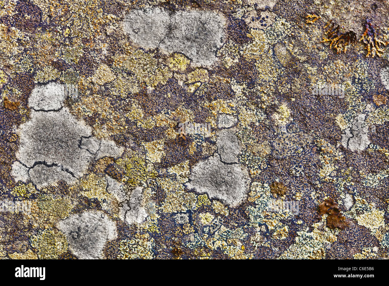 Surface of the granite rocks covered with lichen Stock Photo