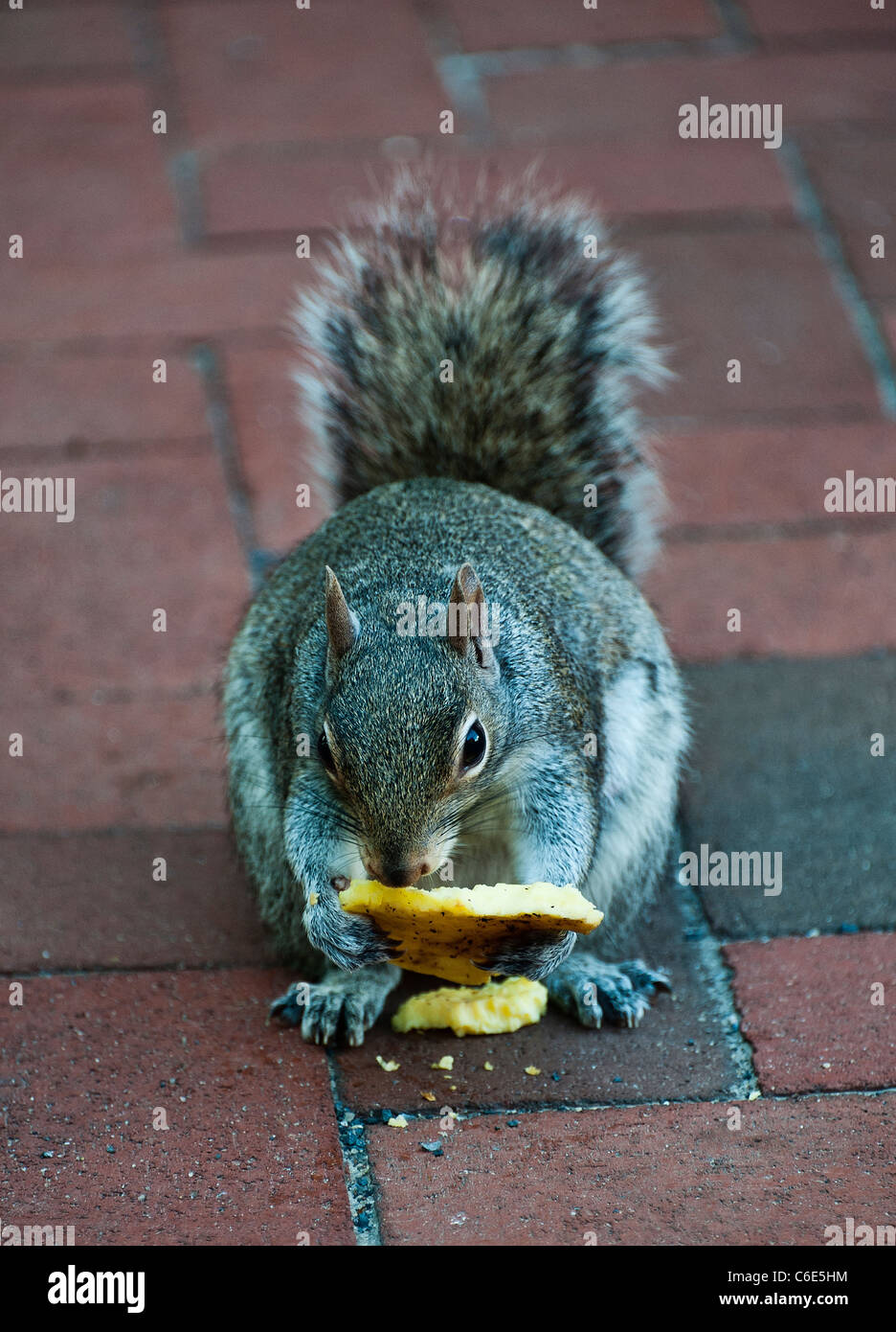 Squirrel eating discarded human food. Stock Photo