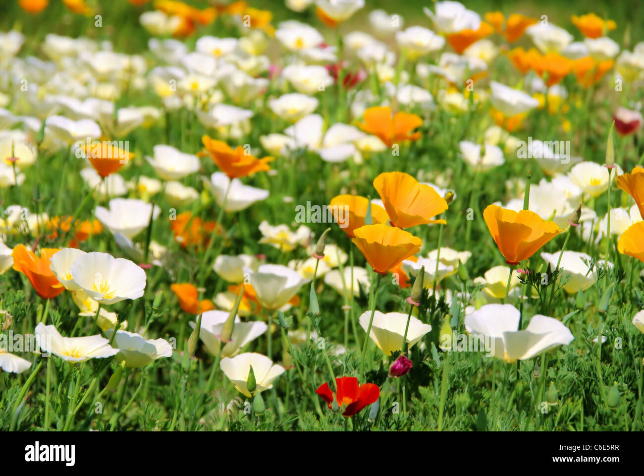 Kalifornischer Mohn - California poppy 24 Stock Photo