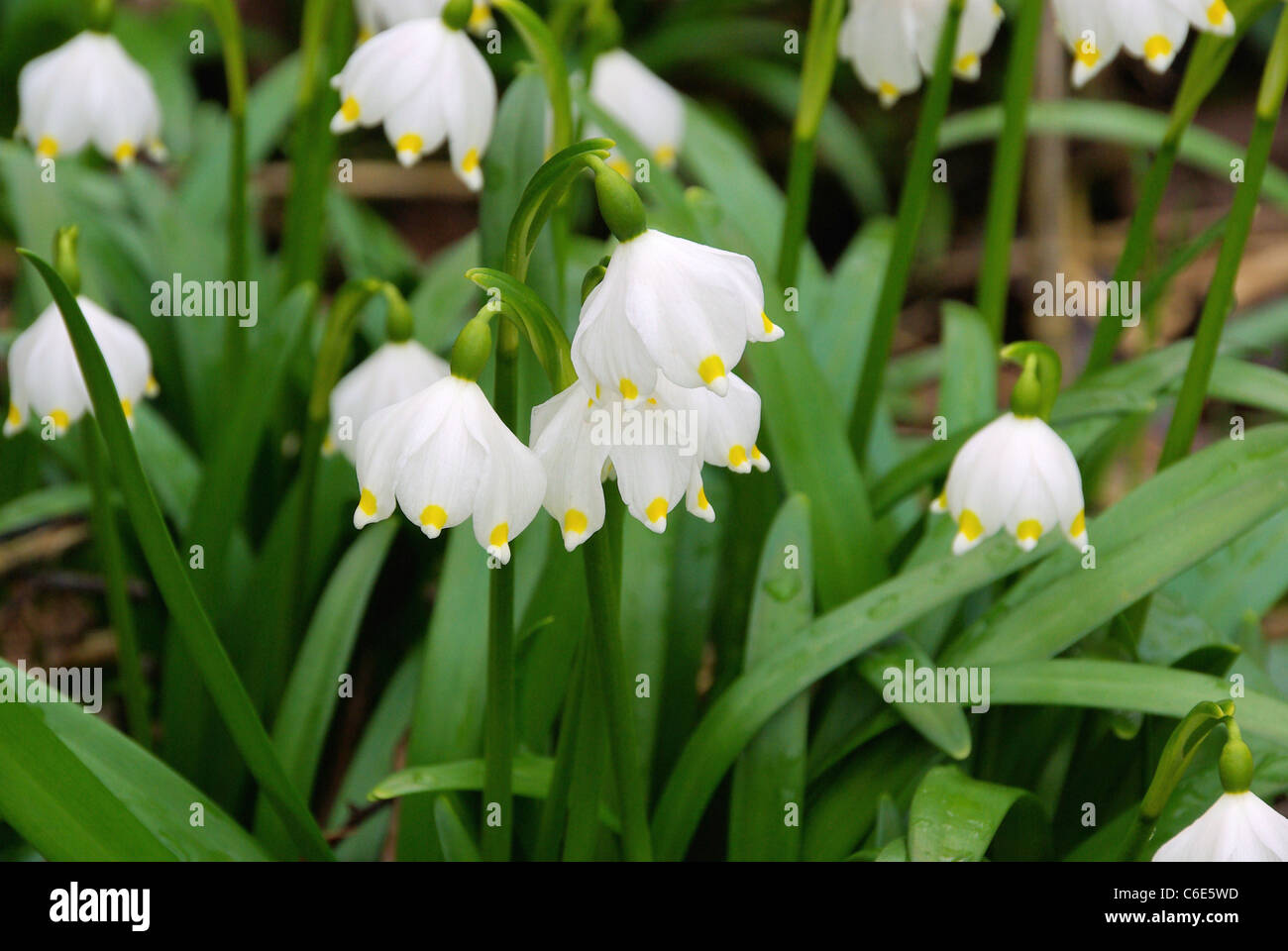Daffodil tree hires stock photography and images Alamy