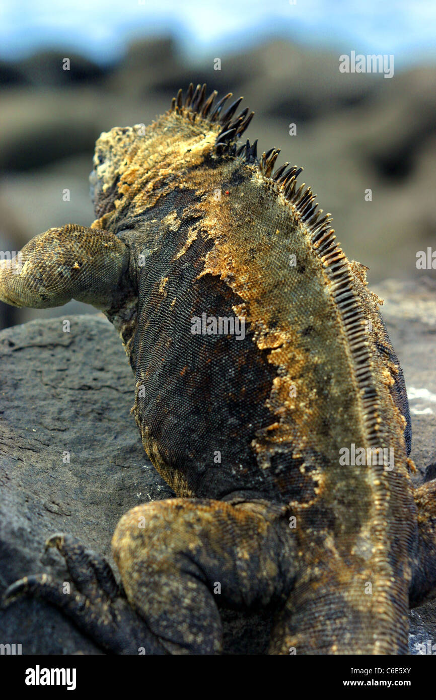 View of Iguana shedding skin hi-res stock photography and images - Alamy