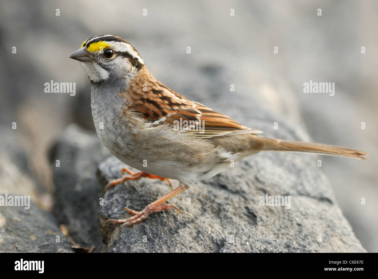 White-throated Sparrow (Zonotrichia albicollis) in Central Park, New York Stock Photo
