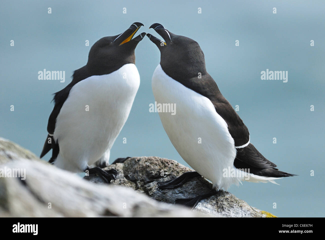 A pair of Razorbills (Alca torda) courting on the cliffs of Skomer Island, Pembrokeshire, Wales, UK. May 2011. Stock Photo