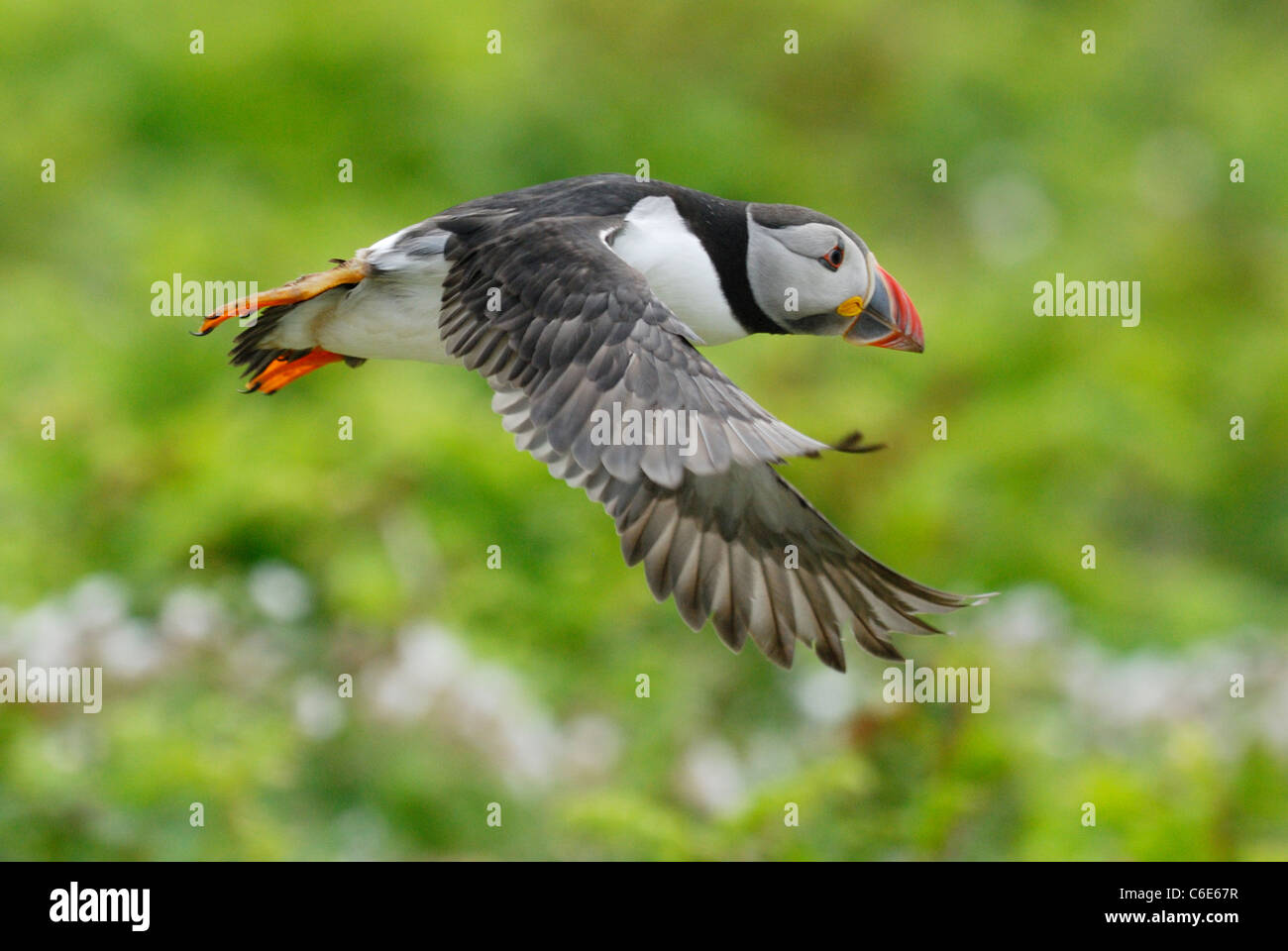 Puffin (Fratercula arctica) flying over Skomer Island, Wales, UK. Stock Photo