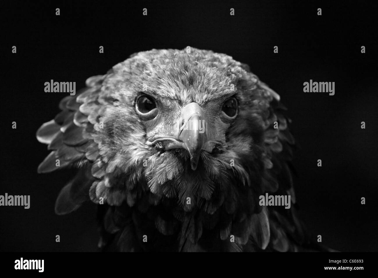 Eagle Black and White Stock Photos & Images - Alamy