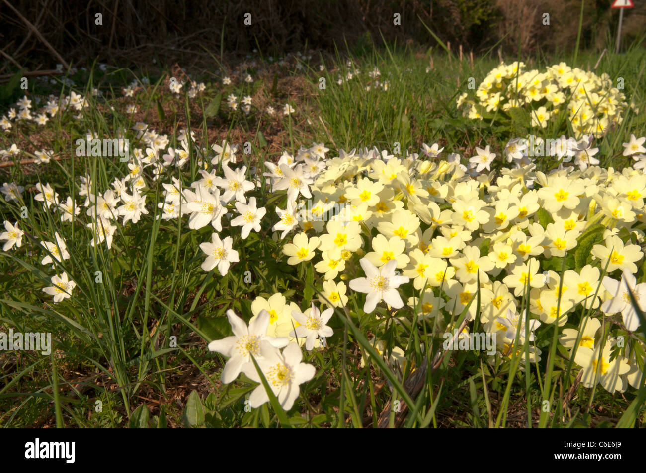 Primrose (Primula vulgaris) and Wood anemone (Anemone nemorosa) Roadside beside A272. West Sussex, UK. April. Stock Photo