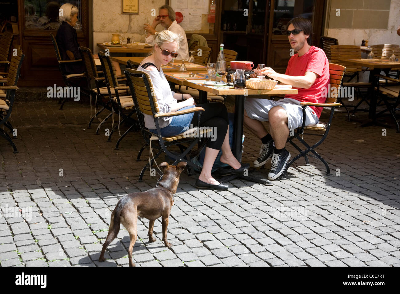 Dog begging at Geneva Restaurant Table Stock Photo Alamy