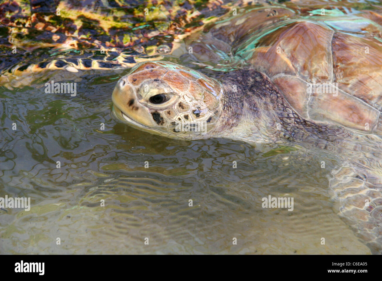 Sea turtle comes up for a breath Stock Photo - Alamy