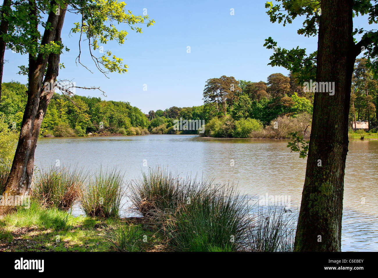 Europe, France, Yvelines (78), Rambouillet, L'étang d'or (Pond of Or) Stock Photo