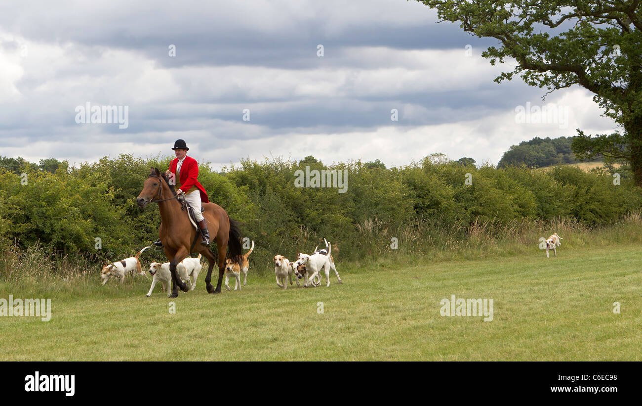 English Fox Hunting Master with Foxhounds on Field Hunter Horse in ...