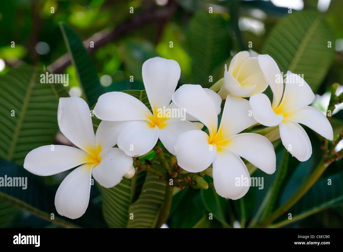 white jasmine flowers with yellow centre siem reap cambodia exotic asia