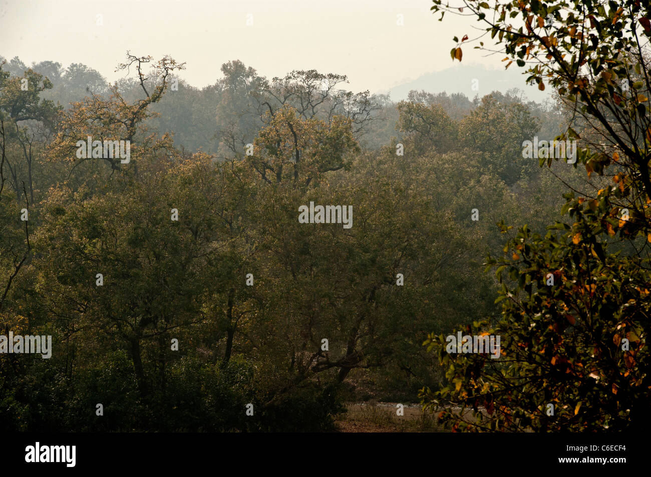 Himalayan,Forest, ChillaRajaji National ParkUttarakhandIndia Stock Photo Alamy