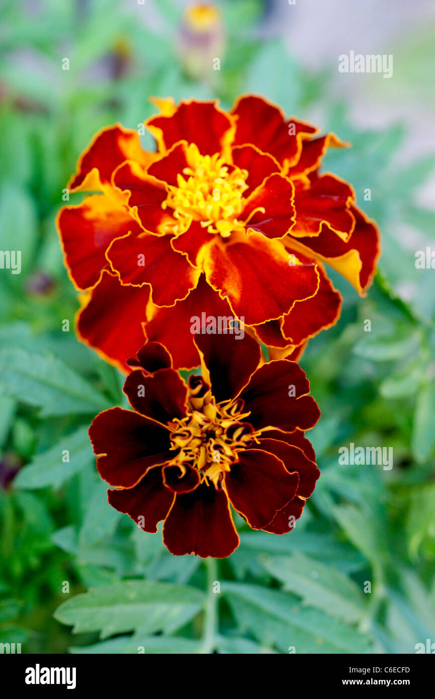 marigolds tagetes 'patula' compositae planted to deter aphids from plants flowers in an organic garden natural pest control Stock Photo