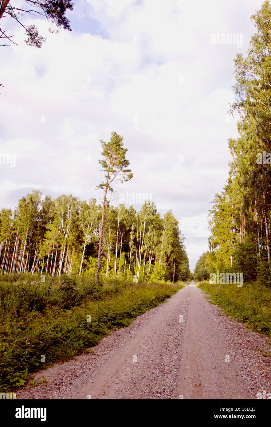Tree in the forest with light hi-res stock photography and images - Alamy