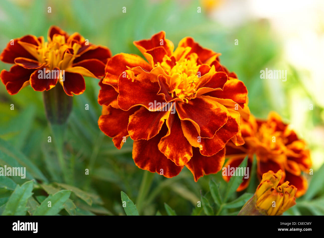 marigolds tagetes "patula" compositae planted to deter aphids from plants flowers in an organic