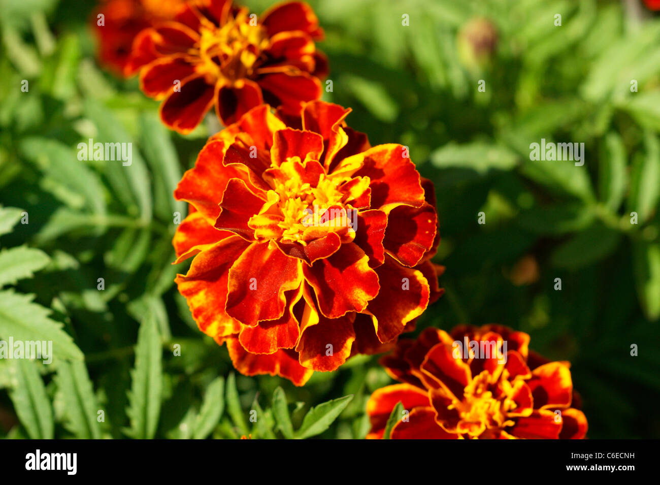 marigolds tagetes 'patula' compositae planted to deter aphids from plants flowers in an organic garden natural pest control Stock Photo